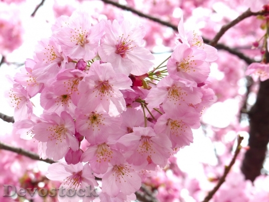Devostock Cherry blossoms  (451)