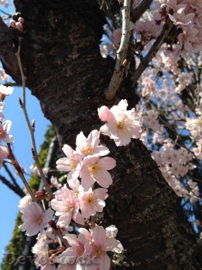 Devostock Cherry blossoms  (456)
