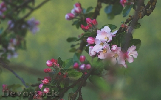 Devostock Cherry blossoms  (457)
