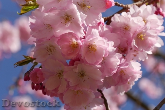 Devostock Cherry blossoms  (459)