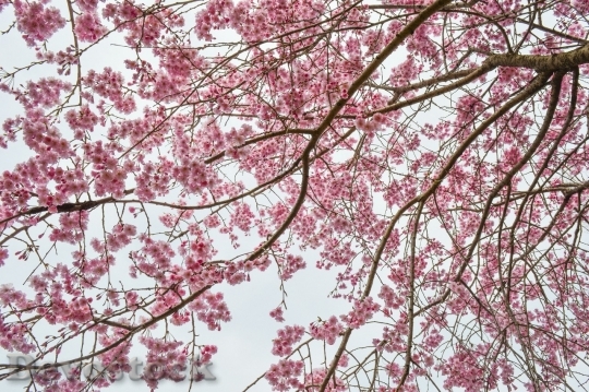 Devostock Cherry blossoms  (460)