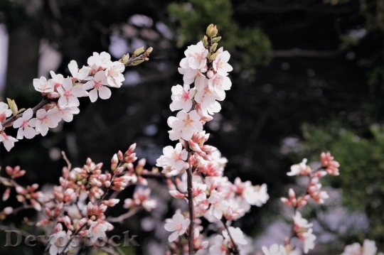 Devostock Cherry blossoms  (461)