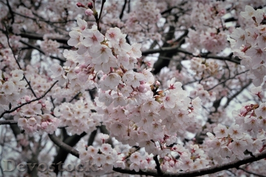 Devostock Cherry blossoms  (462)
