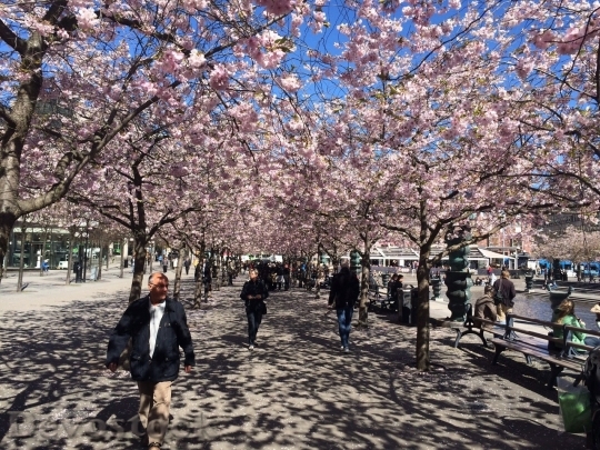 Devostock Cherry blossoms  (465)