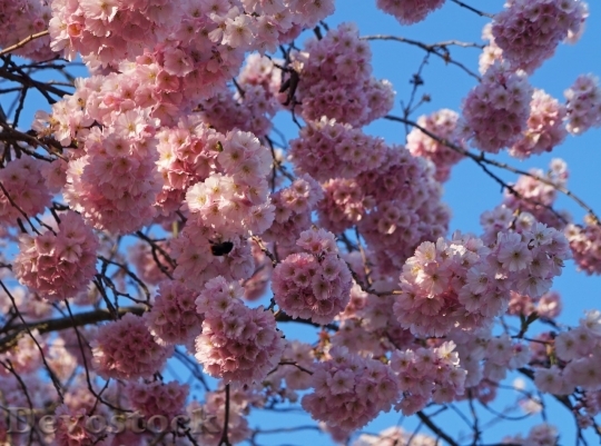 Devostock Cherry blossoms  (466)