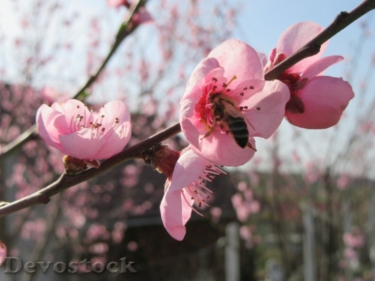 Devostock Cherry blossoms  (467)