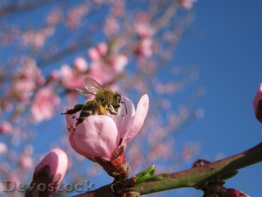 Devostock Cherry blossoms  (468)