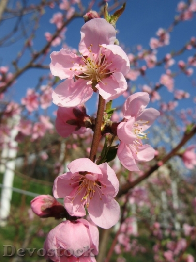 Devostock Cherry blossoms  (469)