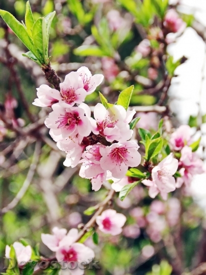 Devostock Cherry blossoms  (47)