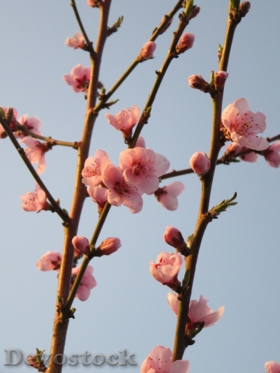 Devostock Cherry blossoms  (470)