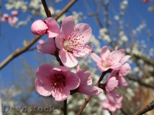 Devostock Cherry blossoms  (471)