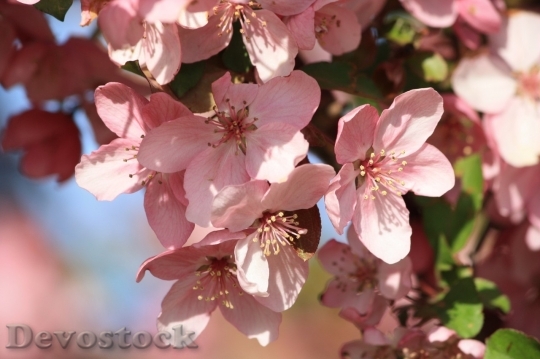 Devostock Cherry blossoms  (473)
