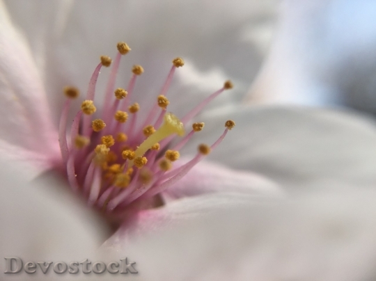 Devostock Cherry blossoms  (474)