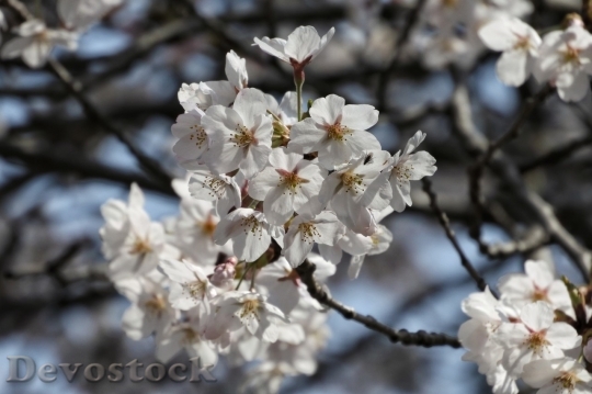 Devostock Cherry blossoms  (475)