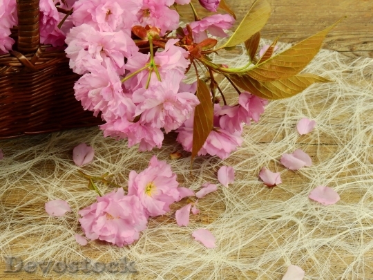 Devostock Cherry blossoms  (476)
