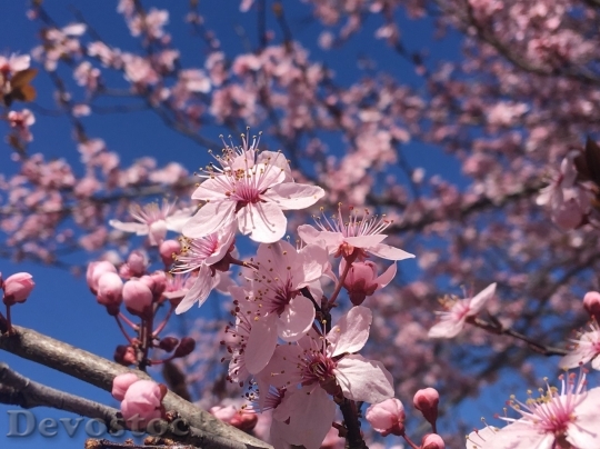 Devostock Cherry blossoms  (477)