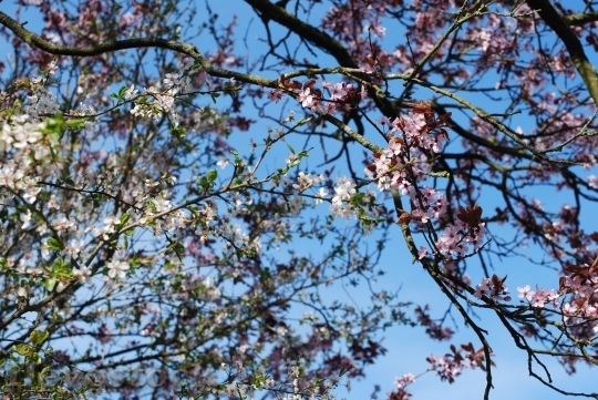 Devostock Cherry blossoms  (478)