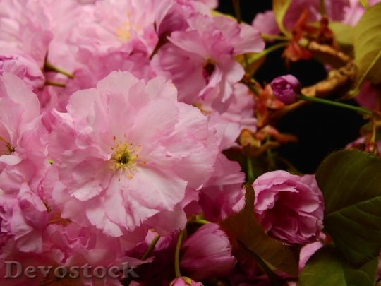 Devostock Cherry blossoms  (479)