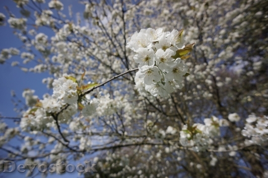 Devostock Cherry blossoms  (48)
