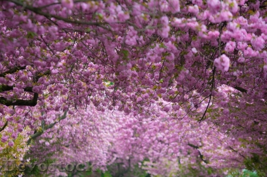 Devostock Cherry blossoms  (480)