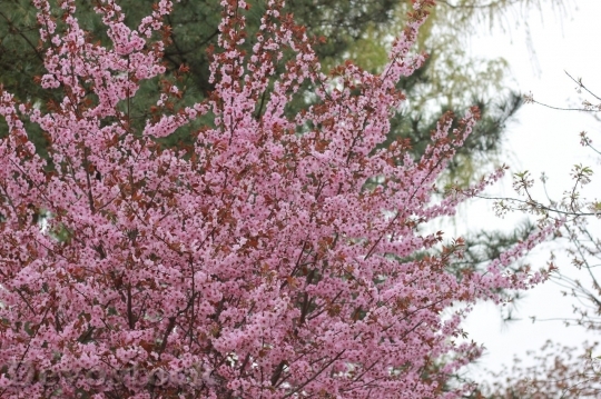 Devostock Cherry blossoms  (483)