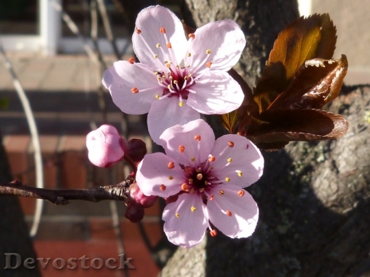 Devostock Cherry blossoms  (484)