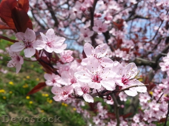 Devostock Cherry blossoms  (487)