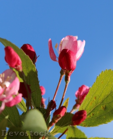 Devostock Cherry blossoms  (49)