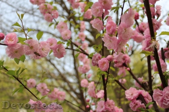Devostock Cherry blossoms  (493)