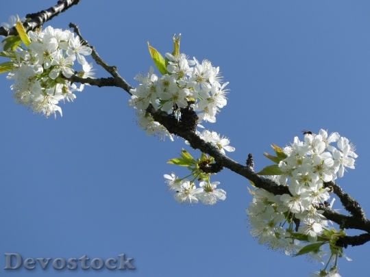 Devostock Cherry blossoms  (495)