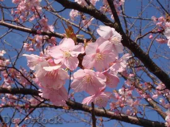 Devostock Cherry blossoms  (496)