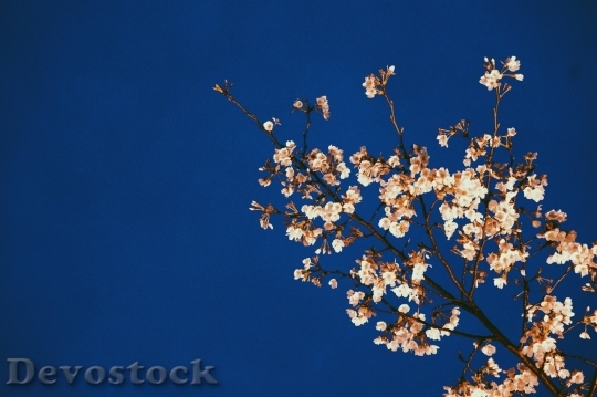 Devostock Cherry blossoms  (497)