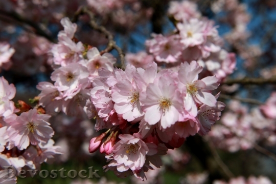 Devostock Cherry blossoms  (51)