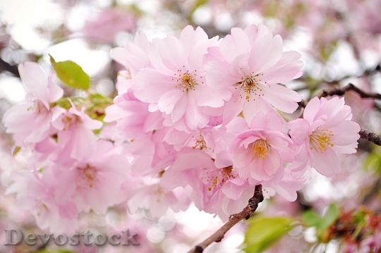 Devostock Cherry blossoms  (53)