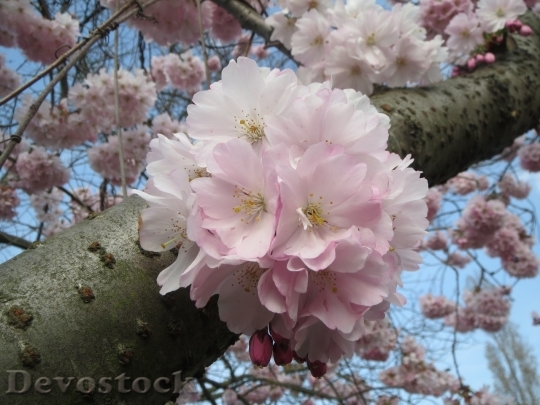 Devostock Cherry blossoms  (54)