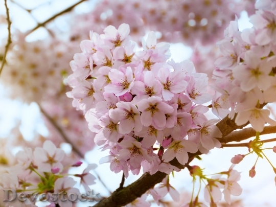 Devostock Cherry blossoms  (55)