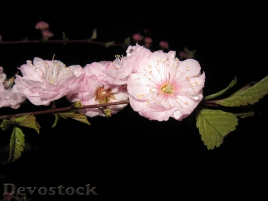 Devostock Cherry blossoms  (58)