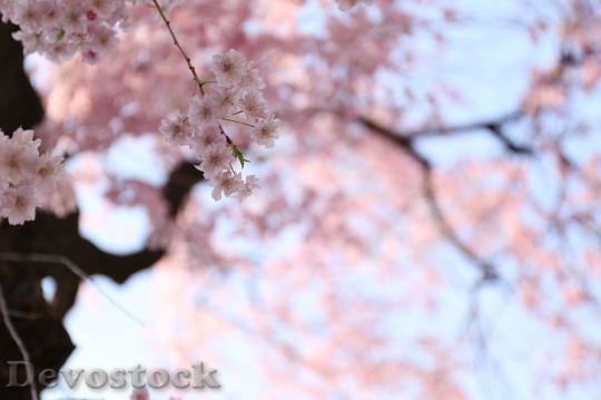 Devostock Cherry blossoms  (59)