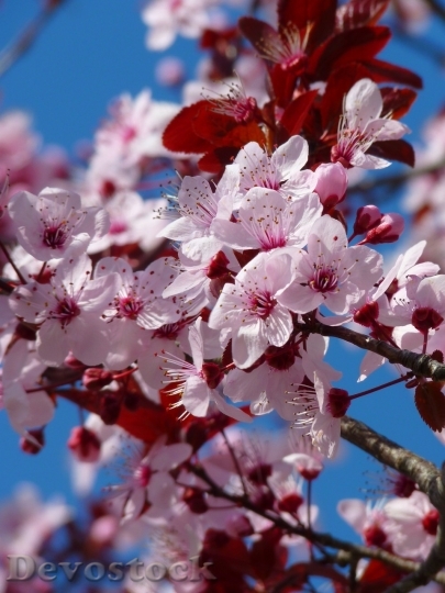 Devostock Cherry blossoms  (6)