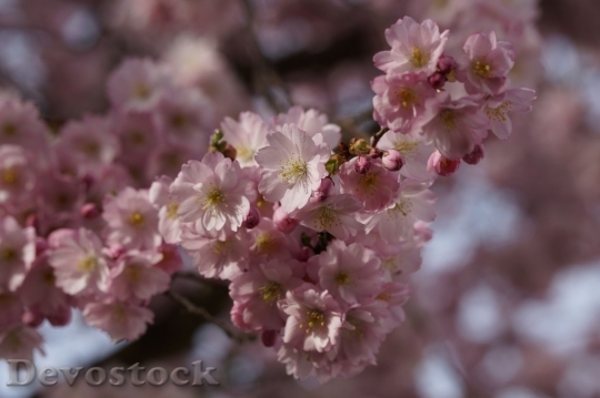 Devostock Cherry blossoms  (68)