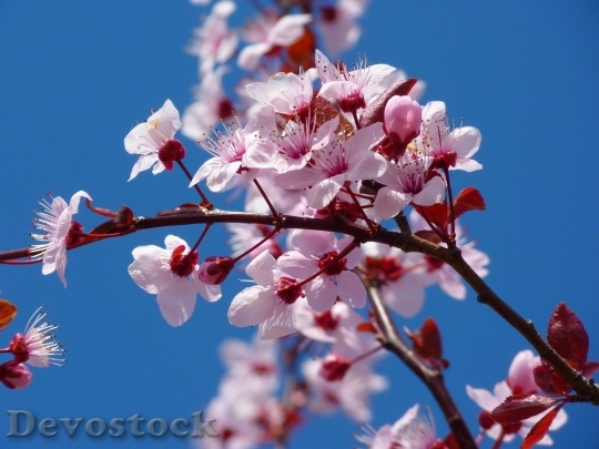 Devostock Cherry blossoms  (7)