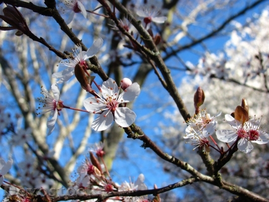 Devostock Cherry blossoms  (70)