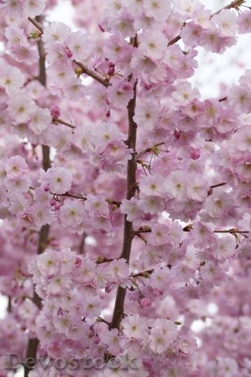Devostock Cherry blossoms  (73)