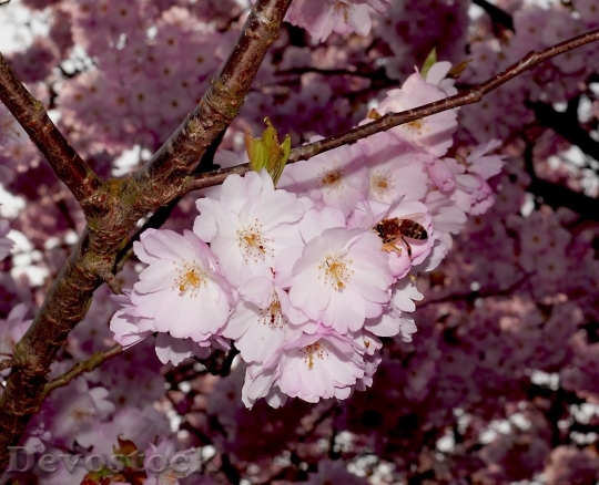 Devostock Cherry blossoms  (75)