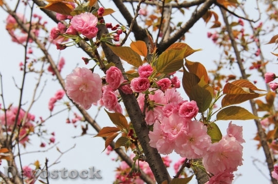 Devostock Cherry blossoms  (78)