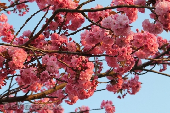 Devostock Cherry blossoms  (80)
