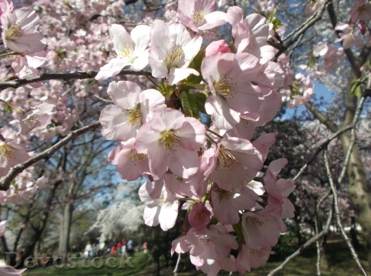 Devostock Cherry blossoms  (81)