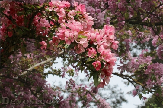 Devostock Cherry blossoms  (82)