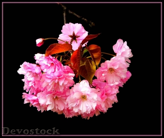 Devostock Cherry blossoms  (83)