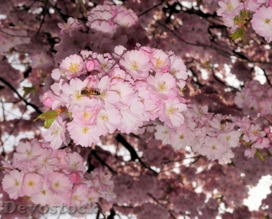 Devostock Cherry blossoms  (84)